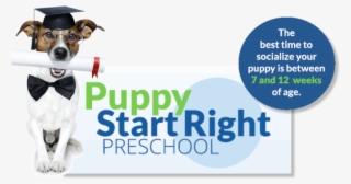 Get Details - Miniature Fox Terrier #9402960