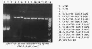 Agarose Gel 1% After Electrophoresis Of Digested Pbr322, - Monochrome #9403821