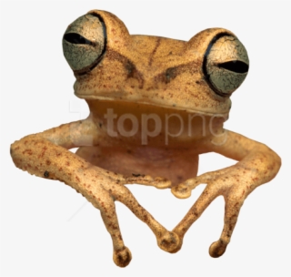 Free Png Download Toad Frog Png Images Background Png - Wood Frog Transparent Background #9404783