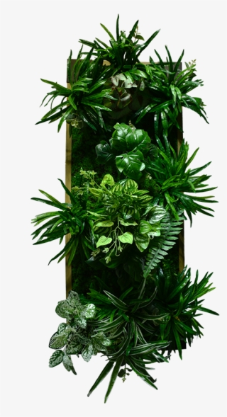 Green Wall Decoration With Frame Design Eolb11p001 - Houseplant #9405000