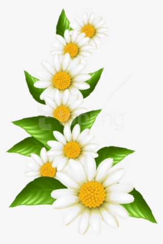 Free Png Download Daisies Decoration Transparent Clipart - Transparent Daisies #9405612