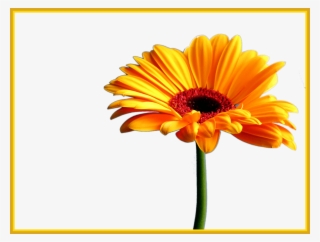 Best Orange Gerbera Daisy No Clipart Stickers - Transparent Gerber Daisies Png #9405650