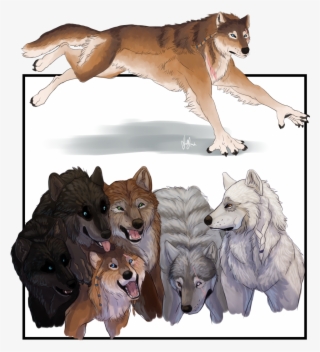 Teen Wolf Season 6 Concept - Wolfdog #9407859