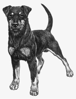 German Hunting Terrier - German Hunting Terrier Drawing - Free ...