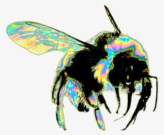 Drawn Spider Web Transparent Tumblr - Bee Png #9409248