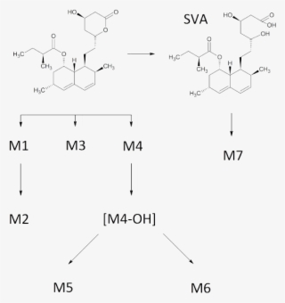 Simvastatin Metabolic Pathway - Simvastatin Metabolism Pathway #9414064