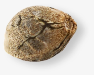 Mendocino Farms Marijuana Seeds - Cannabis Seed Png #9414824