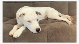 Photo Of Casper - Guard Dog #9415601