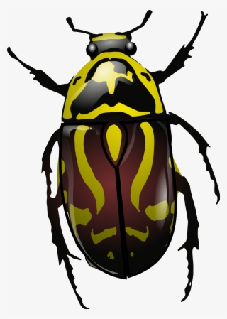 Open Pluspng - Com - Beetle Png - Fiddler Beetle #9415638