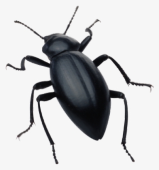 Black Beetle Transparent #9415683