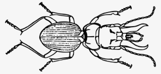 This Free Icons Png Design Of Beetle #9415759