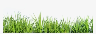 Tall Grass Nature Png - Grass Tall Png #9418301