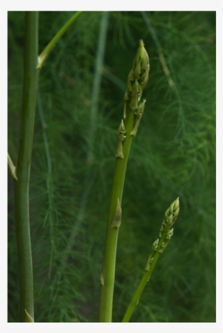 G2 9 - Fiber Crop #9418362