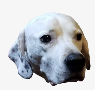 Rozoken - English Foxhound #9420822