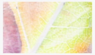 Cor De Fundo - Close-up #9421852