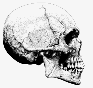 Image Of Skull Pointillism Side Angle - Skull #9422373