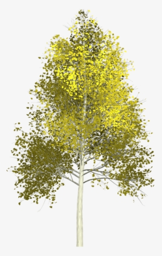 Aspen Tree Transparent Background #9423763