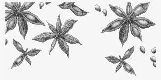 Star Anise Rev Sketch - Star Anise Drawing #9424335