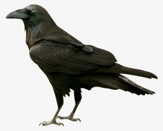 Halloween Fantomes - Crow Png #9425879