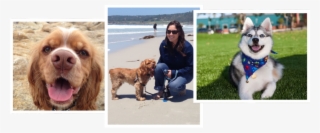 Professional Dog Training For Professional Results - Cocker Spaniel #9427743