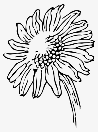 Daisy,sunflower,flower Vector Graphics - Sunflower Line Art #9429596