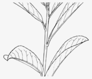 Drawn Leaf Leafy Plant - Outline Of A Plant #9432931