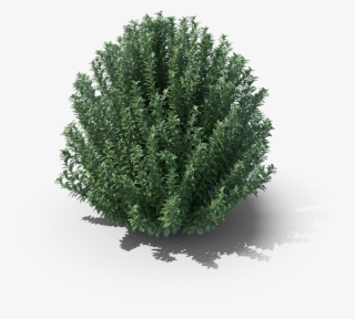 Product Item - Single Aspen Tree Summer #9435799