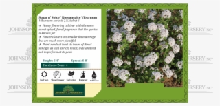 Sugar N' Spice® Koreanspice Viburnum Viburnum Carlesii - Alpine Forget-me-not #9435840