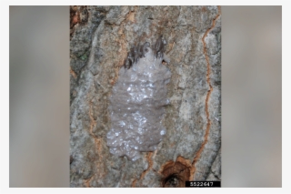 Dane Cook To Perform At The Met - Lanternfly In Christmas Trees #9436346