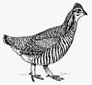 Prairie Chicken Free Vector - Prairie Chicken Black And White #9436410