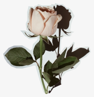 Doin' It For Ourselves - Photograph #9437994