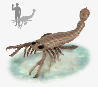 File - Pterygotus - Size #9439244