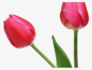 Tulip Clipart Boquet - Tulip Transparent Background #9441450