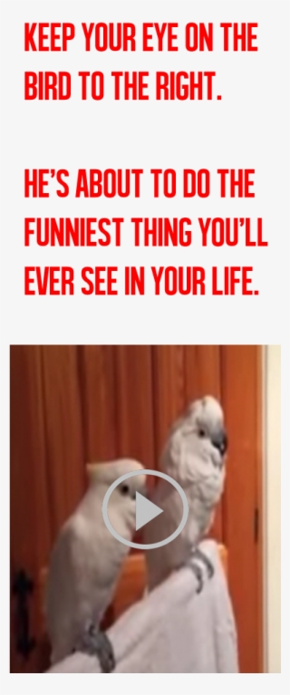 The Longer You Watch This Video, The Funnier It Gets - Humour #9445157