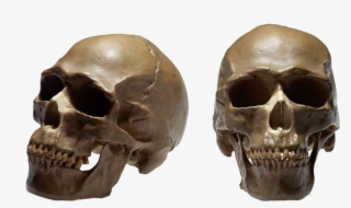 Homo Sapiens Therapy Ga Human Skeleton Cranial - Crane Humain Png #9451327