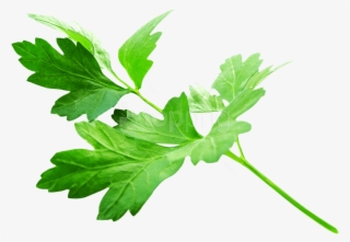 Free Png Download Parsley Leaves Png Images Background - Parsley Png #9452187