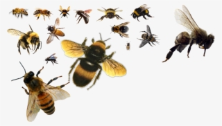 1000 X 569 4 - Bees Psd #9452560