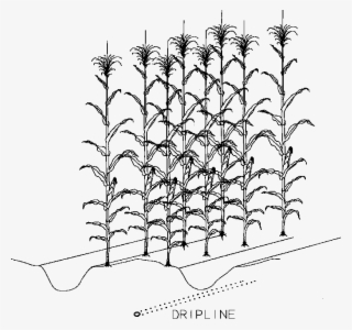 Corn Drawing Tree - Rows Of Corn Drawing #9452772