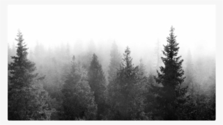 #trees #tree #forest #background #wallpaper #nature - Fondos De Pantalla Tumblr Hd 2017 Pc #9454481