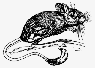 960 X 694 1 - Jerboa Clipart #9454917