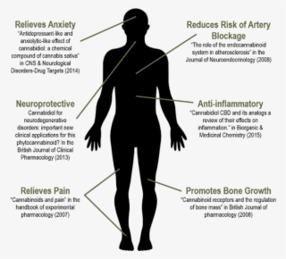Body - Diagram #9455530