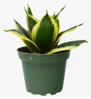 Snake Plant In Pot - Houseplant #9455758
