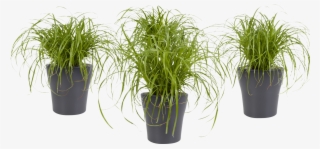 Potted Plant - Cyperus Alternifolius #9455763