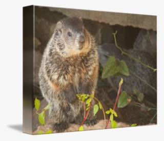 Baby By Marvin D - Punxsutawney Phil #9457133 Baby By Marvin D - Punxsutawney Phil #9457133