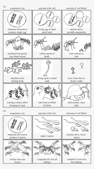 Selected Outcomes With And Without A Veil Of Ignorance - Illustration #9457572