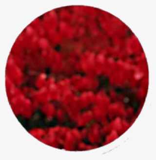 #circle #red #black #flower #smoke #aesthetic #tumblr - Circle #9458432