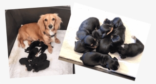 Miniature Dachshund Puppies - Dachshund #9459158
