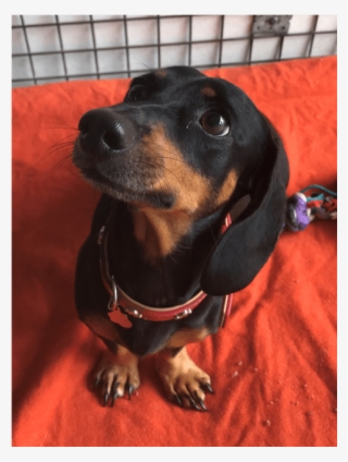 Donate To Petrescue - Dachshund #9459264