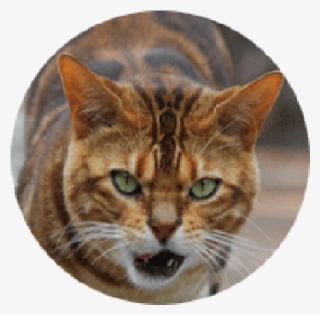 Tiger Head Png - Domestic Short-haired Cat #9459268