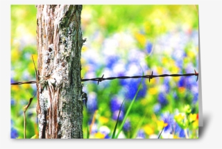 Roadside Beauty - Barbed Wire #9460223